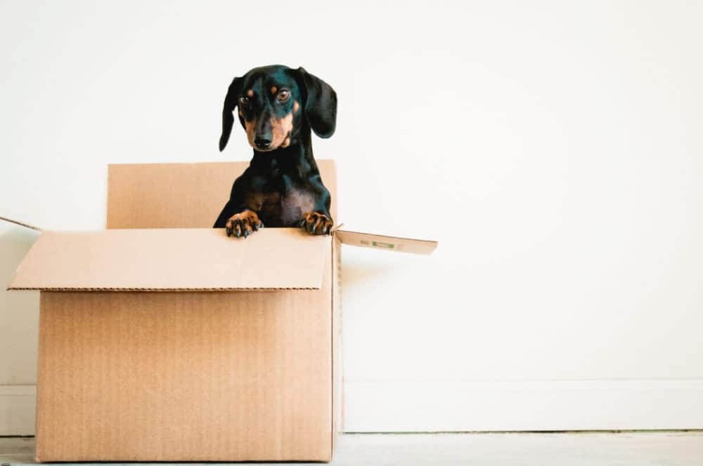 Beware of the Dog! – Pets and Flats Leasehold Properties